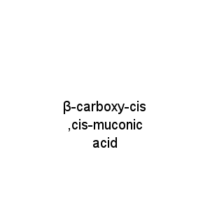 β-carboxy-cis,cis-muconic acid